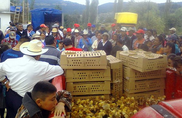 Campesinos recibieron pollos de postura