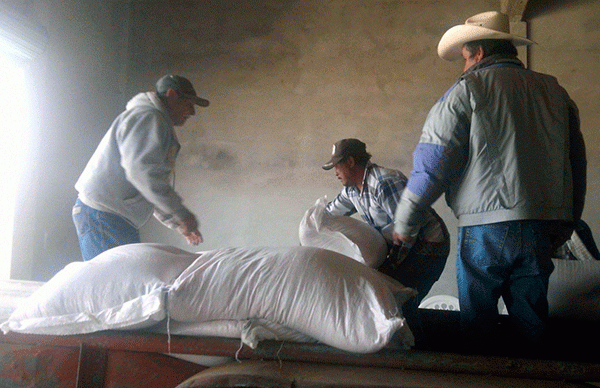 Entregan semilla de avena en comunidades de Salinas de Hidalgo