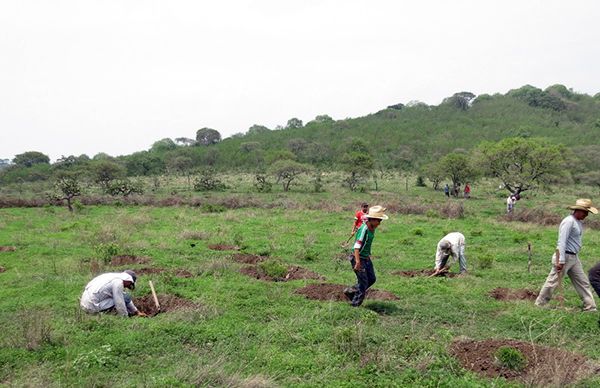 Impulsa Antorcha campaña de reforestación en Chilapa de álvarez