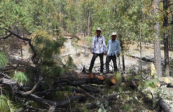  Gracias a denuncia interpuesta por indígenas del Mezquital, detienen tala de bosque 