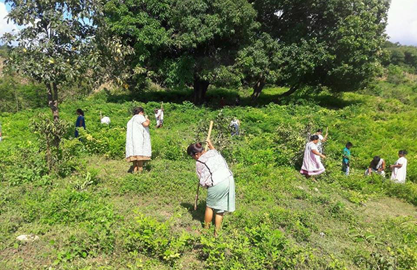 Antorchistas plantan más de 10 mil árboles en pueblo de Xochistlahuaca