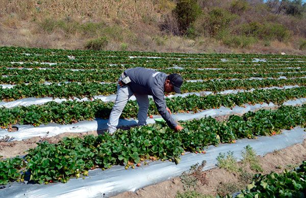 La importancia del fertilizante en la tierra para el cultivo de la fresa