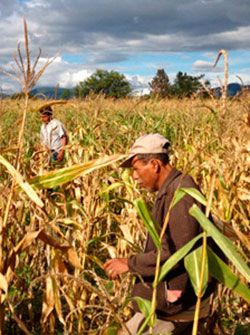 Ante el Covid-19 ¿Qué pasará con los campesinos michoacanos?