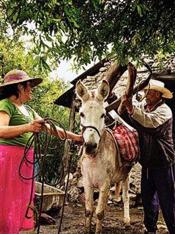 Covid-19 en México: urge plan nacional de apoyo alimentario