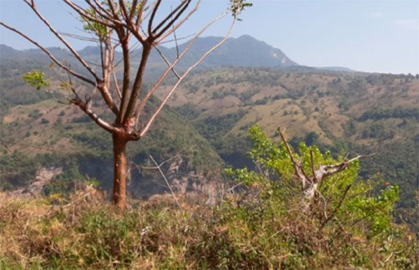Exigen apoyos en la Sierra Norte