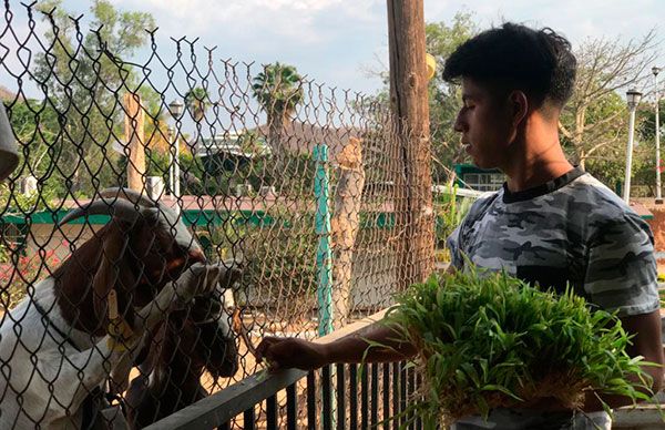 Producen alternativas para la alimentación de cabras en el CBTa 110