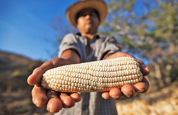 4T pone en mayores dificultades la producción de maíz