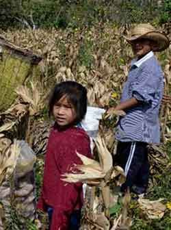 Pandemia y crisis para el campo mexicano