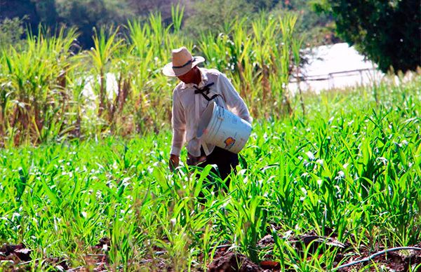 Campesinos trabajan sin tregua sin insumos ni apoyo