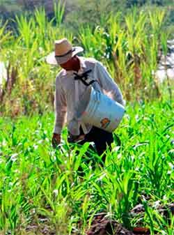 Campesinos trabajan sin tregua sin insumos ni apoyo