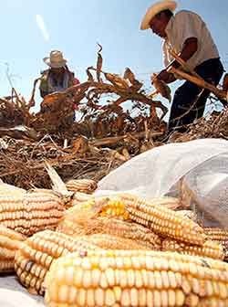 En Michoacán los campesinos sufren los estragos de la pandemia