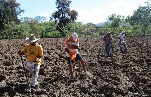 Opinión | Gobierno de cuarta pone en riesgo al campo en Guerrero