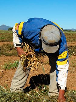 El campesino en tiempo pandemia