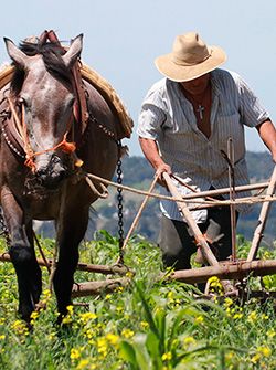 ¡La importancia del campesino!