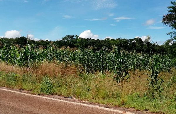 Doble contingencia, el azote de los campesinos yucatecos