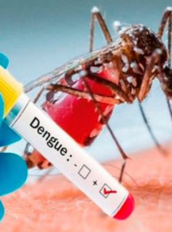 El dengue en Nayarit