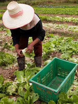 Pequeños productores agrícolas del oriente michoacano se encuentran en el olvido