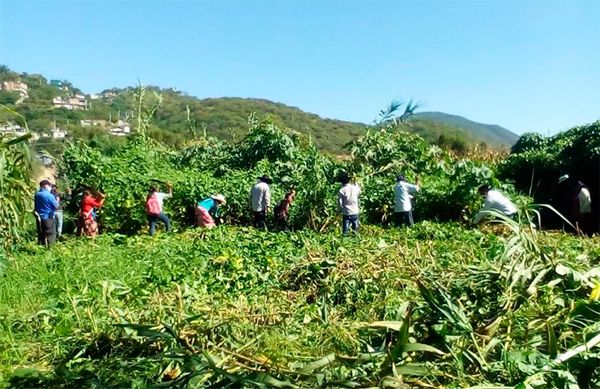 Acondicionan colonos antorchistas terreno para siembra de sandia