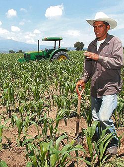 El nulo apoyo al campesino de parte del Gobierno morenista