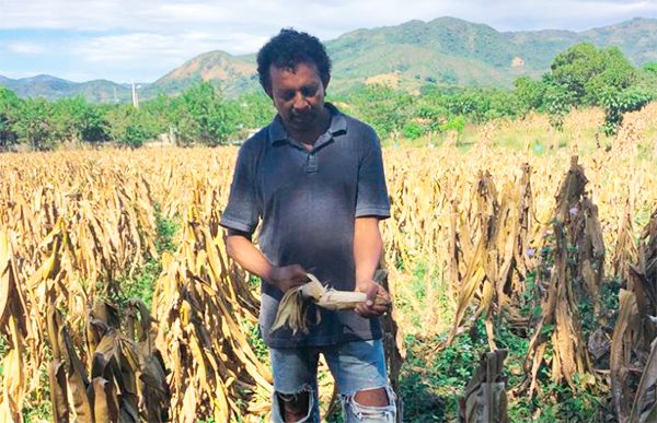 Logran buenas cosechas campesinos de Ayutla de los Libres