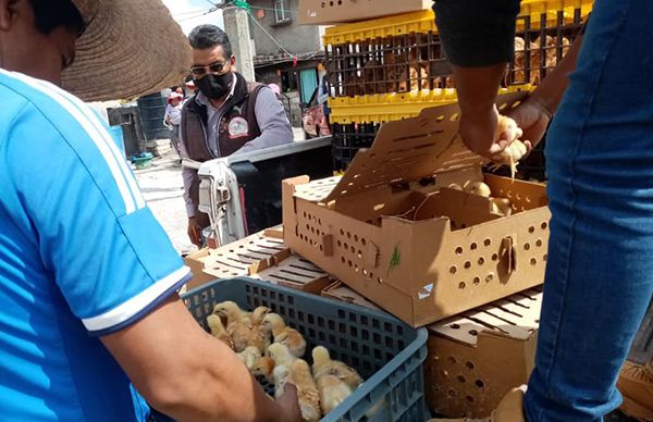 Antorcha entrega paquetes de pollos a familias de Almoloya de Juárez