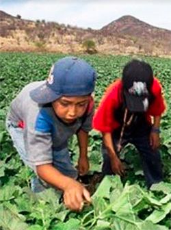 Trabajo infantil y educación