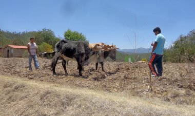 La lucha por el fertilizante en Guerrero 