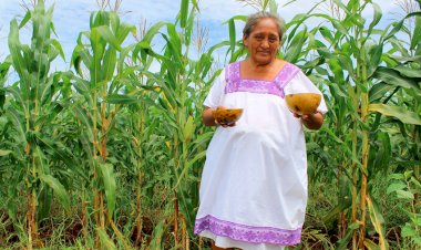 Campo yucateco, en el olvido gubernamental