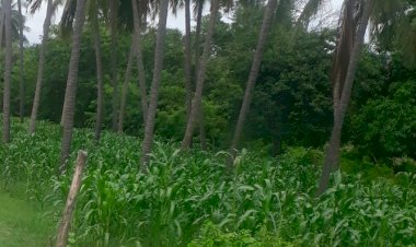 Se desarrollan favorablemente cultivos de maíz en El Bejuco