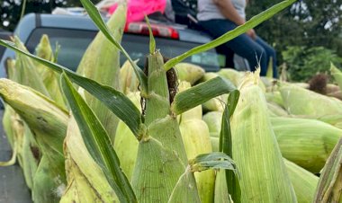 En apoyo a campesinos de RTC, Antorcha ayuda comercializar sus productos agrícolas