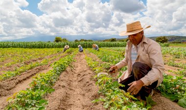 Los verdaderos héroes de esta historia son los trabajadores agrícolas