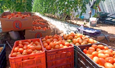 Trabaja en la producción de jitomate híbrido