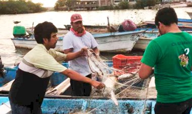 Cultivo de camarón en Nayarit se pierde por huracán Pamela