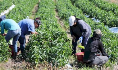 Explotación y desigualdad, base de la riqueza agrícola sonorense