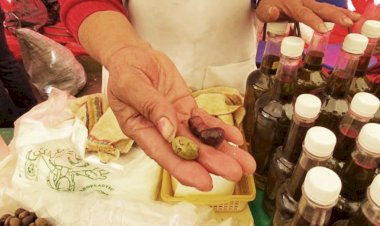 Feria de aceituna en Chimalhuacán impulsa a productores 