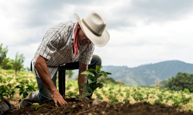 Sembrando vida, ¿un programa que beneficia? (I/II)