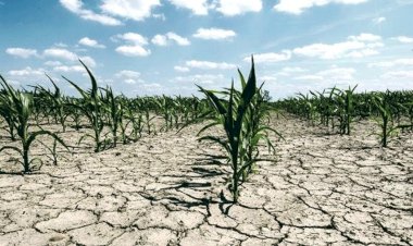 Urgen programas para el campo quintanarroense