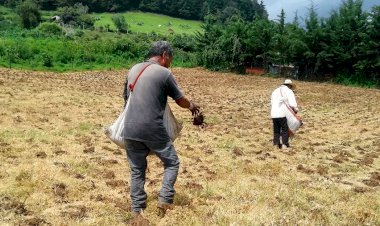 Campo mexicano al borde la muerte 