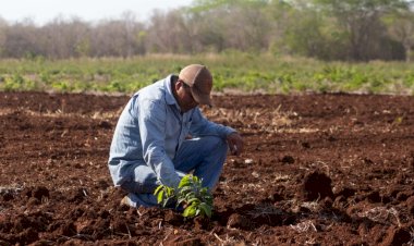 4T arruina la producción de alimentos