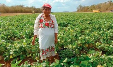 Hablemos del apoyo al campo de Yucatán