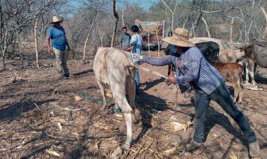 Vacunan a animales contra rabia paralítica