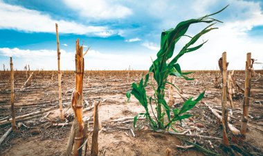 El campo mexicano, olvidado y sin apoyo