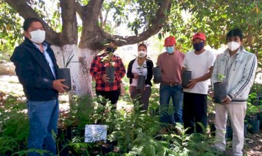 Donan árboles para reforestación