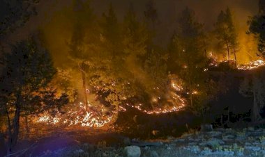 Se incendia la Sierra Tarahumara, gobierno federal no atiende la catástrofe