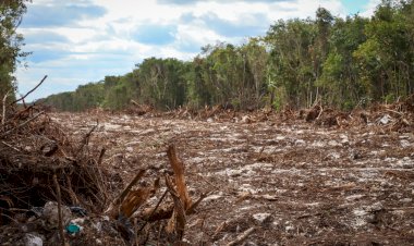 Tren Maya, fábrica de miseria, corrupción y devastación