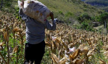 Preocupante la situación del agro guerrerense