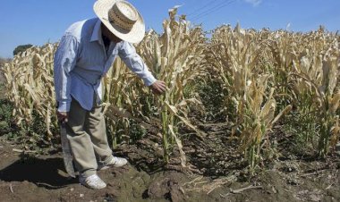 Campesinos poblanos, sin apoyo y con hambre