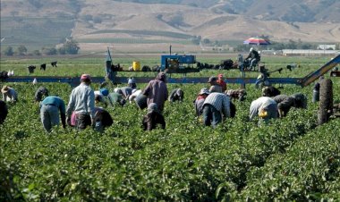 Las dos caras del campo agrícola en el sur de Sonora