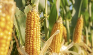 Ahora el maíz transgénico es el motivo de conflicto con EE. UU.