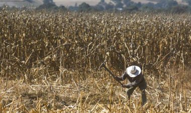 ¿Por qué protestan los productores agrícolas?